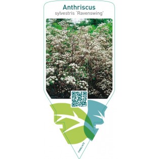 Anthriscus sylvestris ‘Ravenswing’
