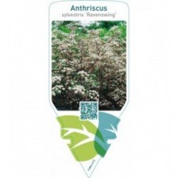 Anthriscus sylvestris ‘Ravenswing’