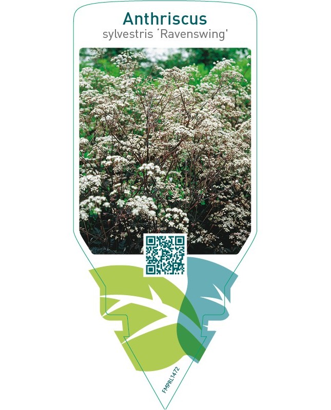 Anthriscus sylvestris ‘Ravenswing’