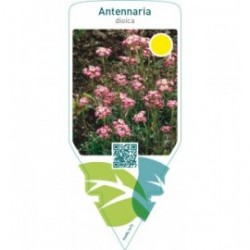 Antennaria dioica