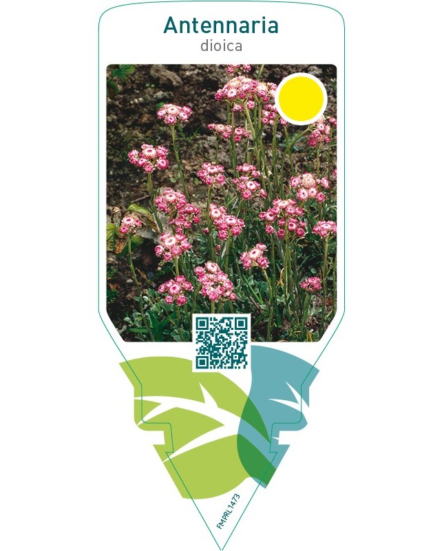 Antennaria dioica