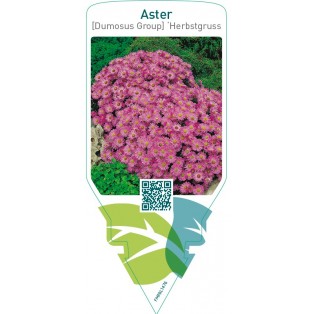 Aster (D) ‘Herbstgruss von Bresserhof’