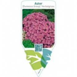 Aster (D) ‘Herbstgruss von Bresserhof’