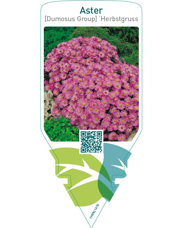 Aster (D) ‘Herbstgruss von Bresserhof’
