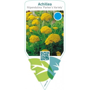 Achillea filipendulina ‘Parker’s Variety’