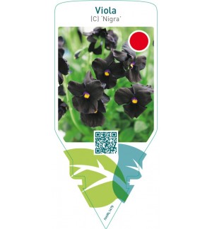 Viola (C) ‘Nigra’