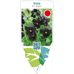 Viola (C) ‘Nigra’