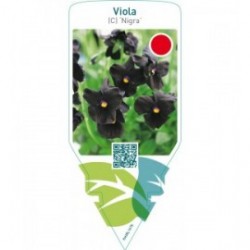 Viola (C) ‘Nigra’
