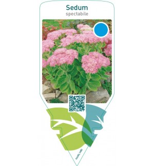 Sedum spectabile