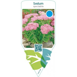 Sedum spectabile