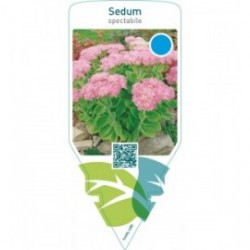 Sedum spectabile