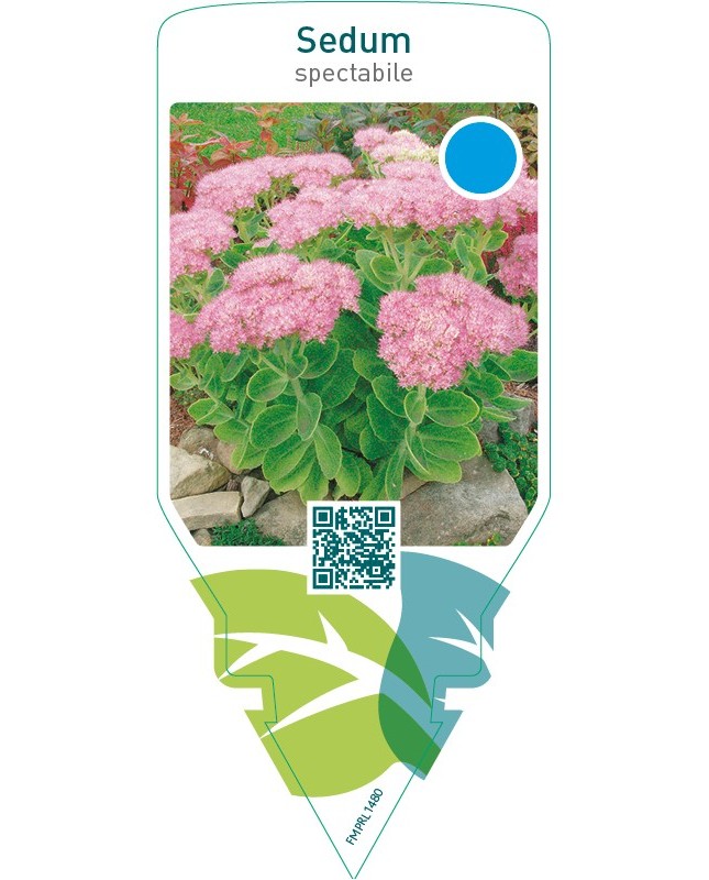 Sedum spectabile