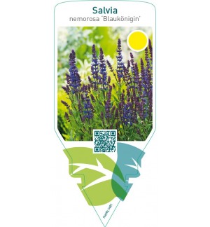 Salvia nemorosa ‘Blaukönigin’