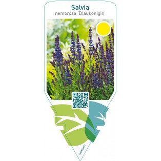 Salvia nemorosa ‘Blaukönigin’