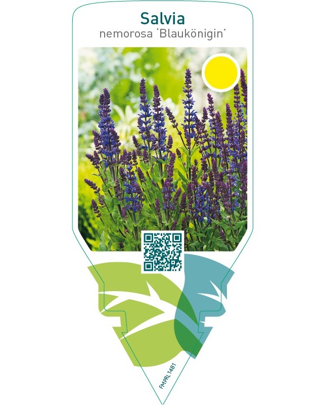 Salvia nemorosa ‘Blaukönigin’