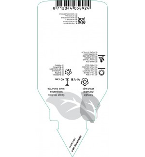 Etichette di Salvia nemorosa ‘Blaukönigin’ *