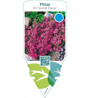 Phlox (S) ‘Scarlet Flame’