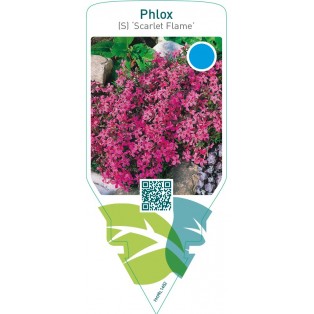 Phlox (S) ‘Scarlet Flame’