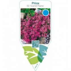 Phlox (S) ‘Scarlet Flame’