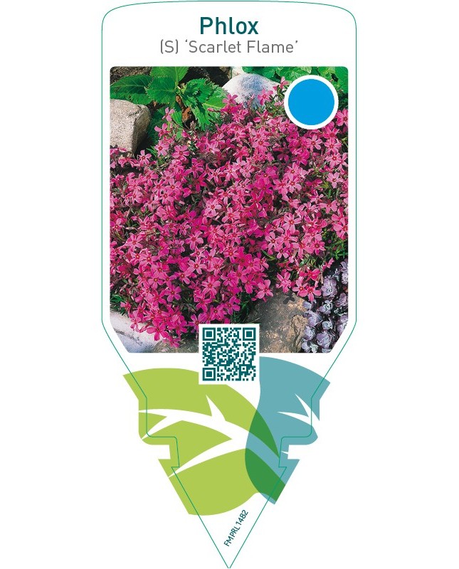 Phlox (S) ‘Scarlet Flame’