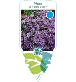Phlox (S) ‘Purple Beauty’