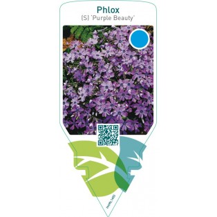 Phlox (S) ‘Purple Beauty’
