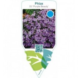 Phlox (S) ‘Purple Beauty’