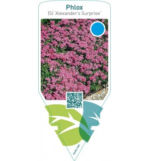 Phlox (S) ‘Alexander’s Surprise’