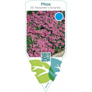 Phlox (S) ‘Alexander’s Surprise’