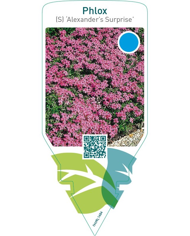 Phlox (S) ‘Alexander’s Surprise’