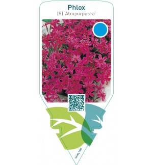Phlox (S) ‘Atropurpurea’