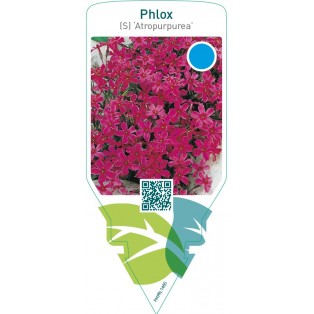 Phlox (S) ‘Atropurpurea’