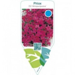 Phlox (S) ‘Atropurpurea’
