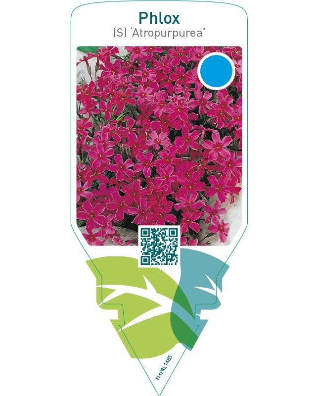 Phlox (S) ‘Atropurpurea’