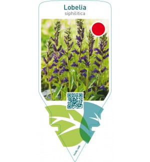 Lobelia siphilitica