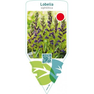 Lobelia siphilitica