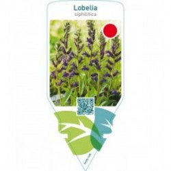 Lobelia siphilitica