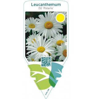 Leucanthemum (S) ‘Polaris’