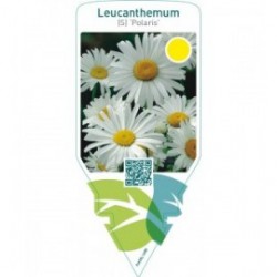 Leucanthemum (S) ‘Polaris’