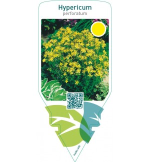 Hypericum perforatum