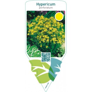 Hypericum perforatum