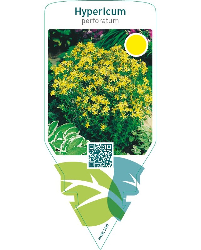 Hypericum perforatum