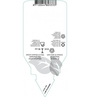 Etichette di Hypericum perforatum *
