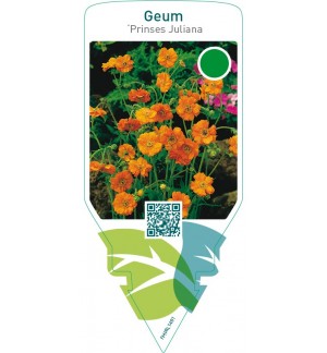 Geum ‘Prinses Juliana’