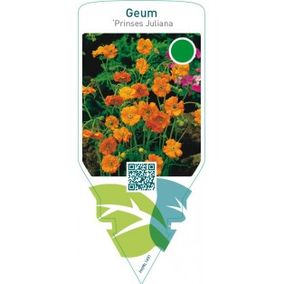 Geum ‘Prinses Juliana’