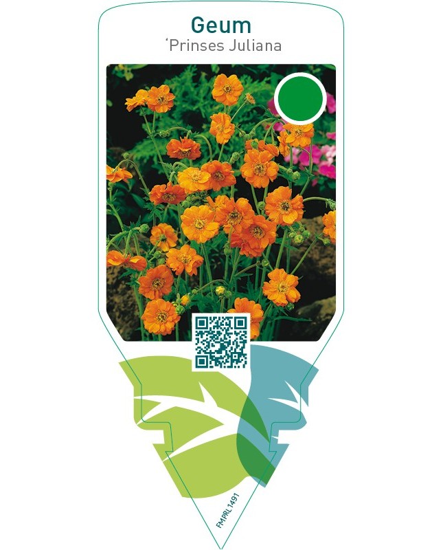 Geum ‘Prinses Juliana’