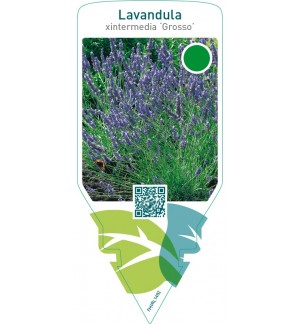 Lavandula angustifolia ‘Grosso’