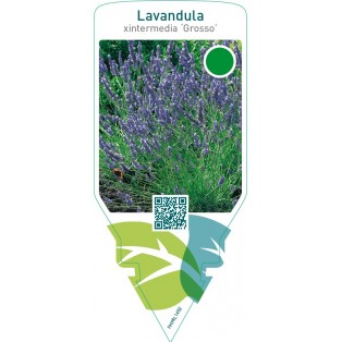 Lavandula angustifolia ‘Grosso’