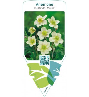 Anemone multifida ‘Major’