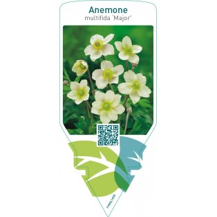 Anemone multifida ‘Major’